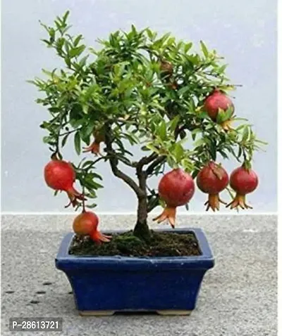 Platone Pomegranate Plant Pomegranate Plant84484712-thumb0