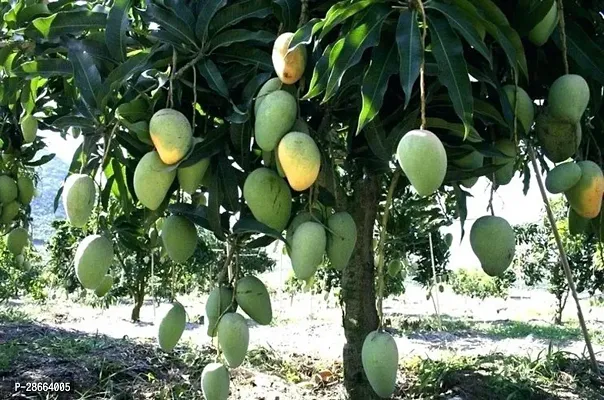 Platone Mango Plant Gardens Chandrakaran Rare Dwarf Mango Live Plant