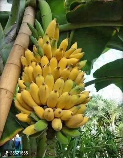 Platone Banana Plant HybridBanana live plant for fruiting, Gardening or devotional purpose CF002-thumb0