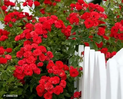 Platone Rose Plant red rose84