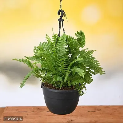 Platone Nasturtium Plant Nephrolepis exaltata, Boston fern (Hanging Basket) - Plant-thumb0