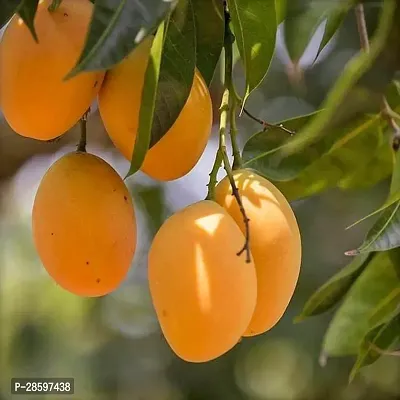 Platone Mango Plant Glenn Mango Plants Hybrid and Dwarf Variant-thumb0