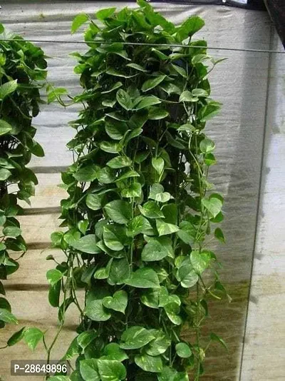 Platone Money Plant mnn01