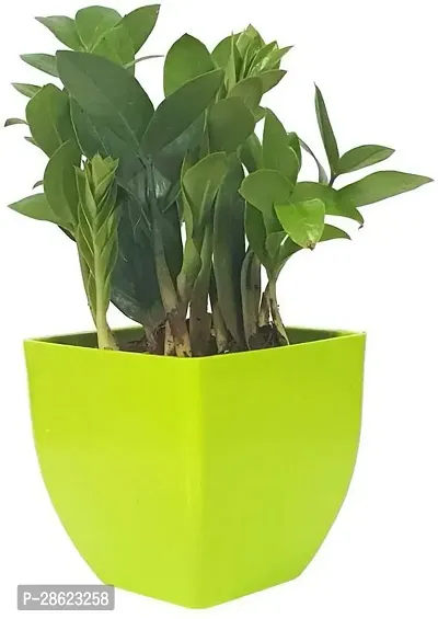 Platone ZZ Plant Natural Plant Decorative Air Purifying Indoor ZZ or Zamiifolia Plant (Zamioculcas Zamiifolia Plant)-thumb0