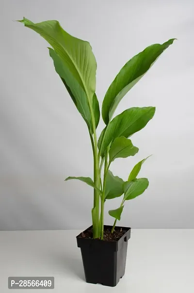 Platone Turmeric Plant TURMERIC PLANT