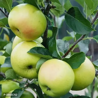 Platone Apple Plant Golden Apple Plant-3