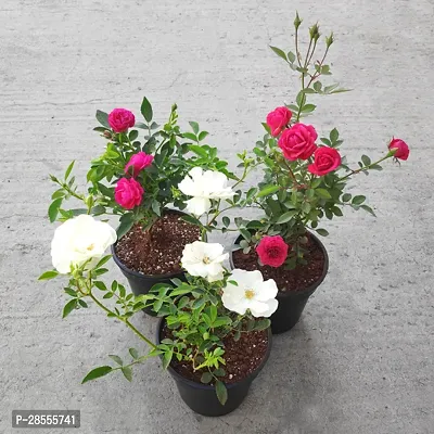 Platone Rose Plant Beautiful WhiteRed Rose Flower plant with pot (pack of 2)-thumb0