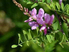 Platone Heart Leaf Oxycardium Plant PLANT-NEELAMARI-thumb1