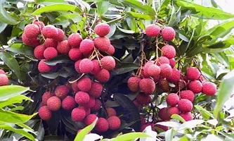 Platone Litchi Plant Litchi plants thai veraity-thumb1