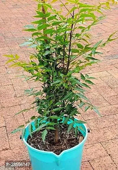 Platone Neem Plant NEEM PLANT 2