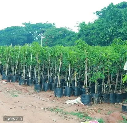 Platone Mango Plant Amrapali Mango Plant A7-thumb0