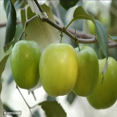 Platone Apple Plant Apple Plant