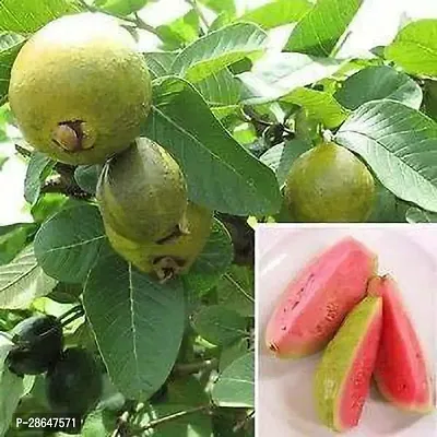 Platone Guava Plant Hybrid Red Guava Plant-thumb0