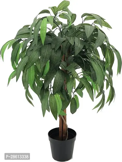 Platone Mango Plant mango plant 31-thumb3