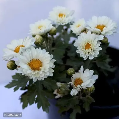 Platone Chrysanthemums Guldavari Plant Shevanti, Chrysanthemum (sunflower white) - Plant