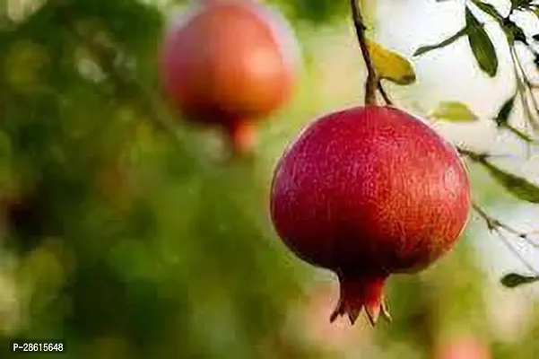 Platone Pomegranate Plant Promogran Fruit Plant (03)