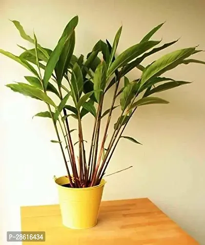 Platone ElaichiCardamom Plant eco worlds elachi plant-thumb0