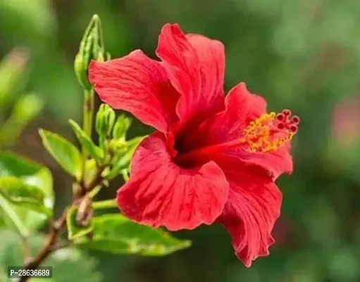 Platone Hibiscus Plant Tigress hibiscus plant-thumb2