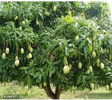 Platone Mango Plant Live Amba fruit plant Grafted hybrid MangoKing of fruits1 Healthy Live Plant for Home Garden-thumb0