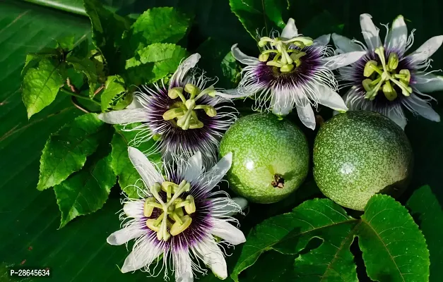 Platone Passion Plant PUSHPARGHYA_PASSION_FRUIT_PLANT-thumb2