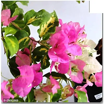 Platone Bougainvillea Plant GardensBougainvillea Variegated Plant (Pink and White Flower)-thumb0