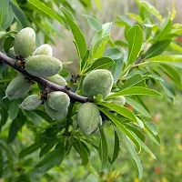 Platone Almond Plant almond plant 69-thumb1