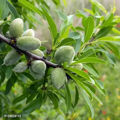 Platone Almond Plant almond plant 69-thumb2