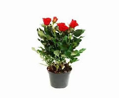 Platone Rose Plant Red Rose Plant(Pack of 1)-thumb1