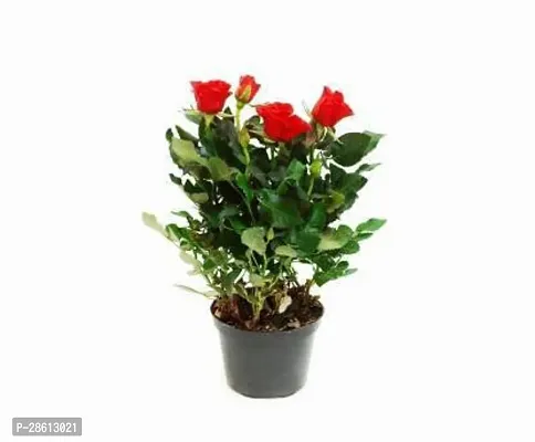 Platone Rose Plant Red Rose Plant(Pack of 1)-thumb2