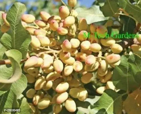 Platone Almond Plant Almond Plant-thumb3