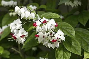 Platone Exotic Succulent BLEEDING HEART VINE WHITE ORNAMENTAL CREEPERS CLIMBERS FLOWERING PLANT-thumb1