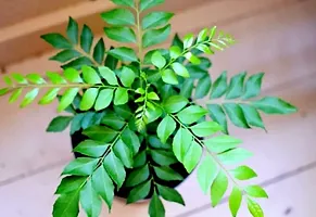 Platone Curry Leaf Plant Curry Leaf Plant-thumb1