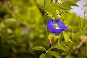 Platone Aparajita Butterfly Pea Plant Aparijitabutterfly peanilkanta flower live plantV-3-thumb1