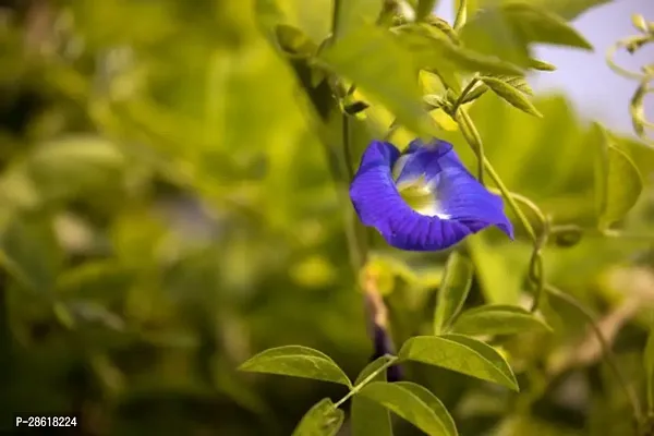 Platone Aparajita Butterfly Pea Plant Aparijitabutterfly peanilkanta flower live plantV-3-thumb2