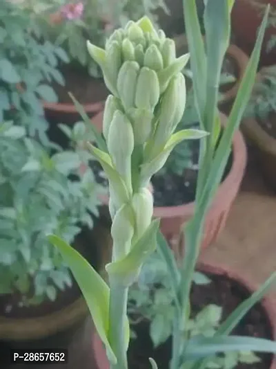 Platone TuberoseRajnigandha Plant TuberoseRajnigandha Plant With Pot