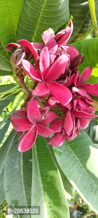 Platone Plumeria Plant Plumeria red color flowers plant.