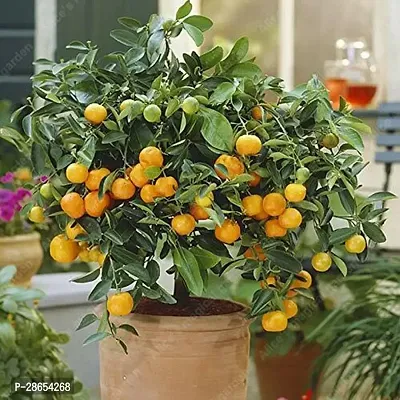 Platone Orange Plant HNM223