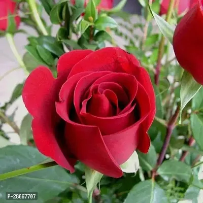 Platone Rose Plant R43 - Red Rose plant-thumb0