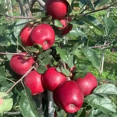 Platone Apple Plant Harman 99