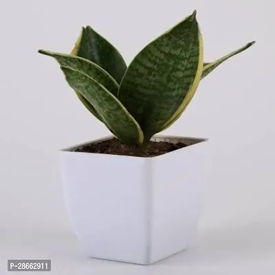 Platone Snake Plant Snake Plant With White Pot