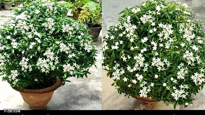 Platone Chandini Flowering Plant Chandni Flower Plant