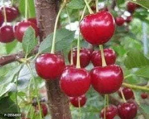 Platone Cherry Fruit Plant CU11