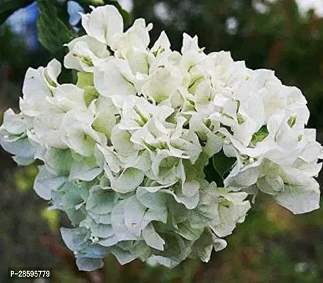 Platone Baugainvillea Plant Baugainvillea Plant Disha-00041512111