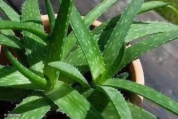 Platone Aloe Vera Plant Aloe Vera Plant 077