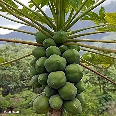 Platone Papaya Plant Hawaiian Sunrise Papaya-thumb0