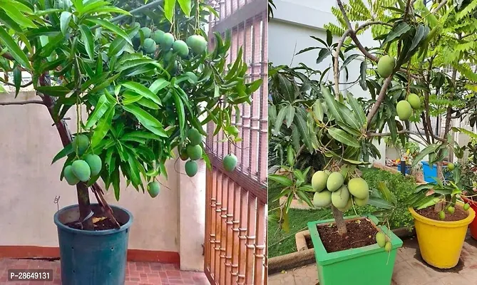 Platone Mango Plant All Time-thumb2