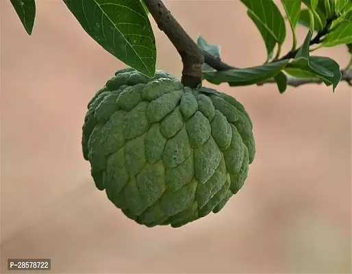 Platone Custard Apple Plant Custard Apple Live Plant Disha-309063-thumb0