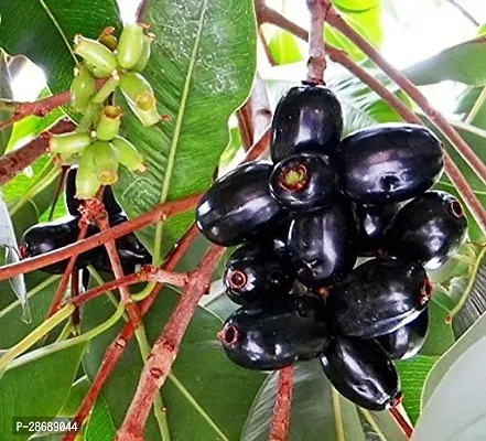 Platone Jamun Plant jamun Neeralu Jam Jaamun Jaambu Jamunaa syzygium cumini living plant.-thumb0