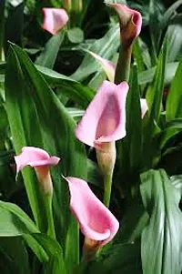 Platone Peace Lily Plant Pink Peace Lily CharmingDecorative Flower Live Plant-thumb2