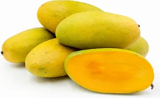 Platone Mango Plant Mango Dasheri Variety Fruit Grafted Live PlantsTree (1.5-2 Ft Size)-thumb1